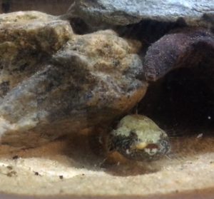 ワイルドワーム