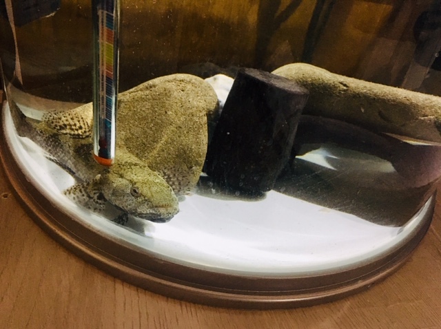 dragonhouse2021.1.17