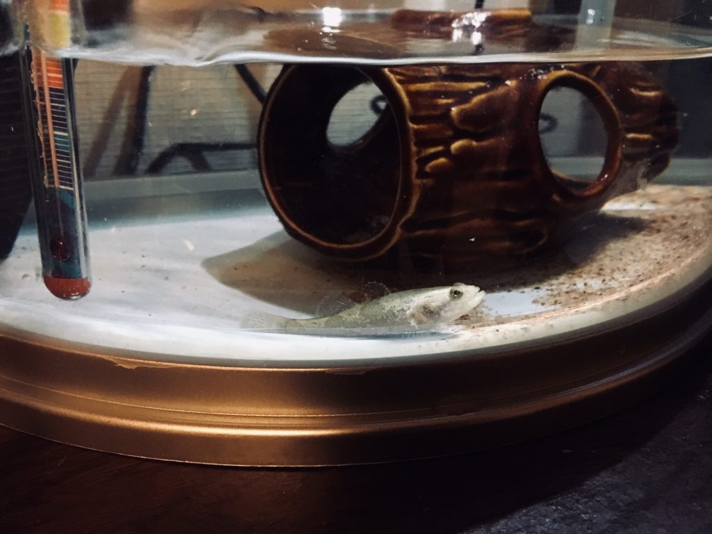 20210630淡水魚水槽の様子