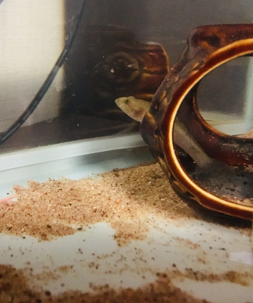 たたずむドンコ