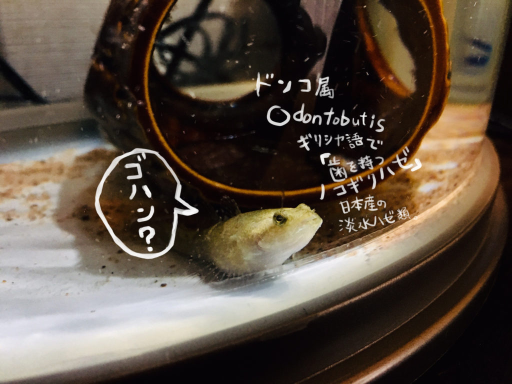 ドンコは人に慣れる淡水魚