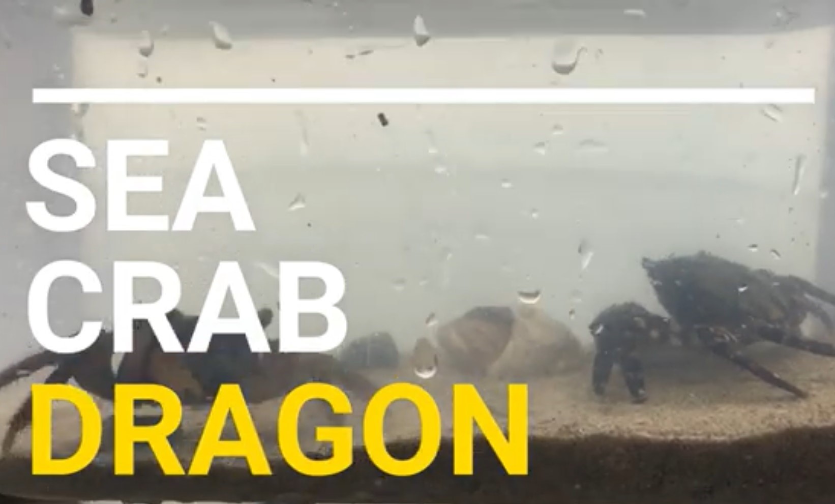 海岸のカニ水彩画