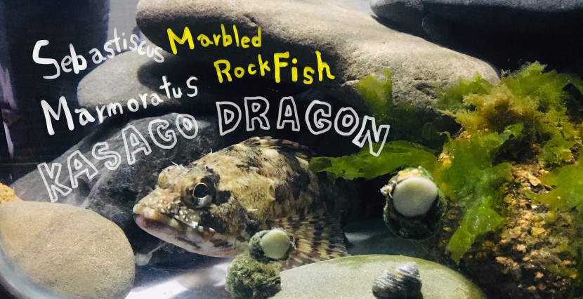 カサゴドラゴンヘッダー