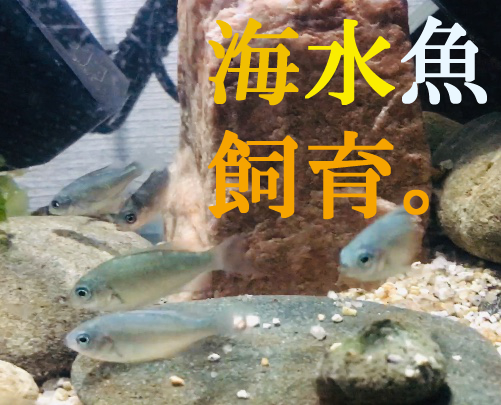 海水魚サムネ