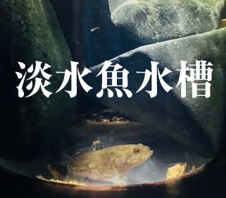 淡水魚水槽ドンコ